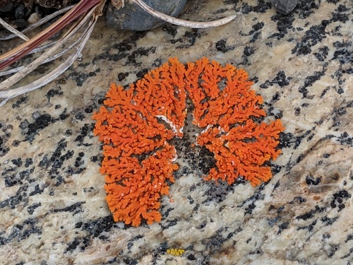 Elegant Sunburst Lichen