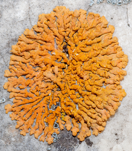 Elegant Sunburst Lichen
