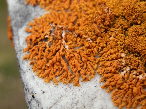 Elegant Sunburst Lichen