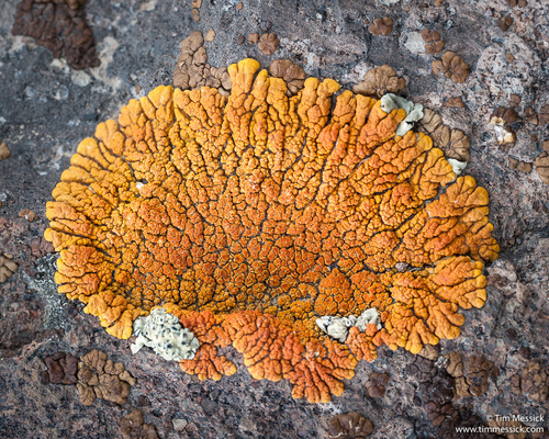 Elegant Sunburst Lichen