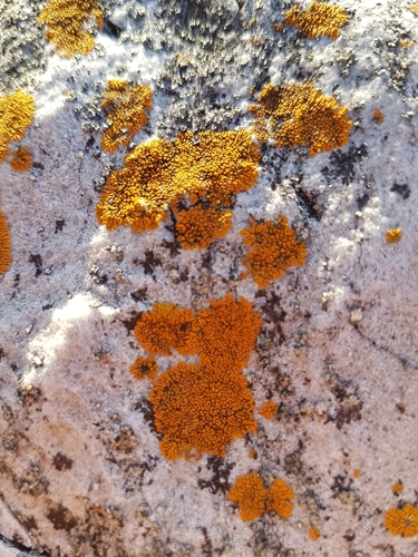 Elegant Sunburst Lichen