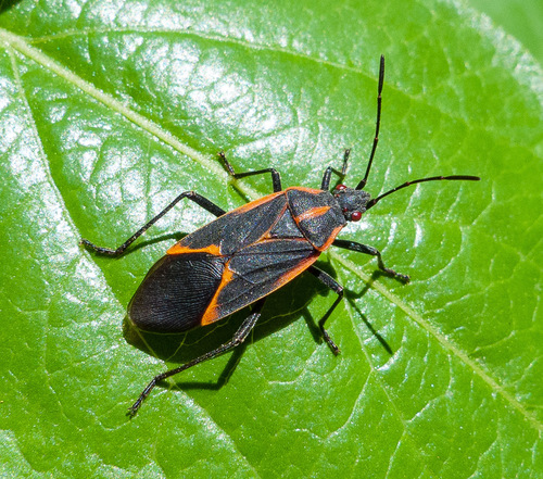 Eastern Boxelder Bug