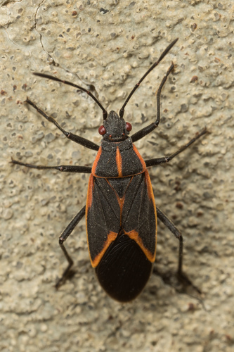 Eastern Boxelder Bug