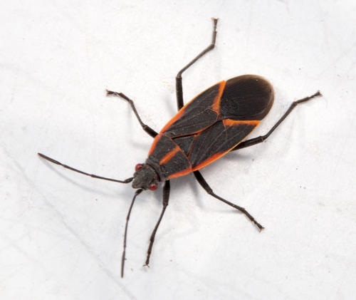 Eastern Boxelder Bug