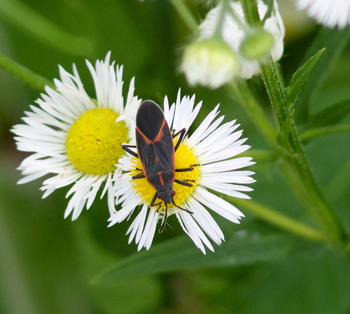 Eastern Boxelder Bug