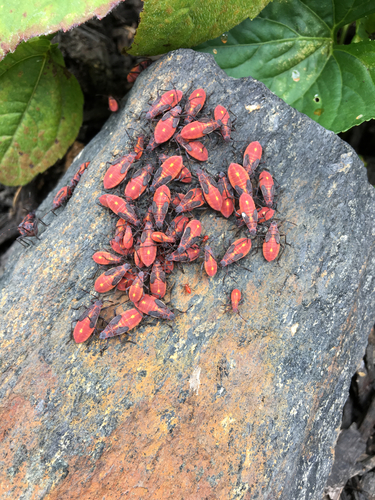 Eastern Boxelder Bug