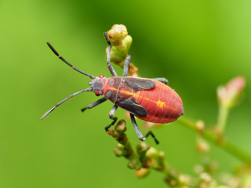 Eastern Boxelder Bug
