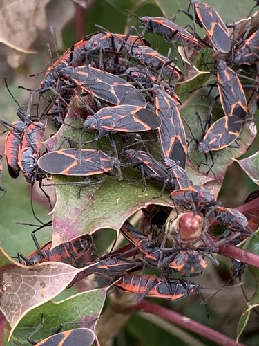 Eastern Boxelder Bug