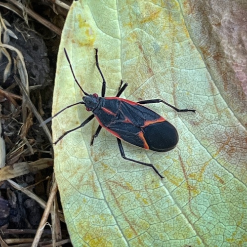 Eastern Boxelder Bug
