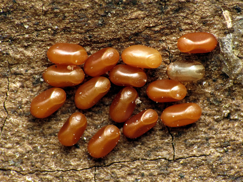 Eastern Boxelder Bug