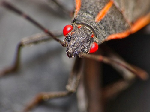 Eastern Boxelder Bug
