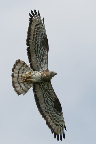 European Honey-buzzard