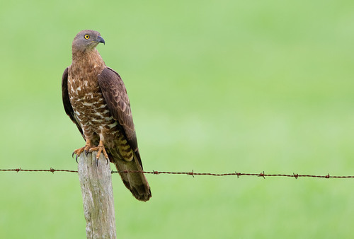 European Honey-buzzard