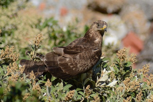 European Honey-buzzard