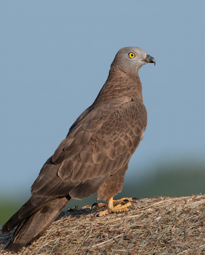 European Honey-buzzard