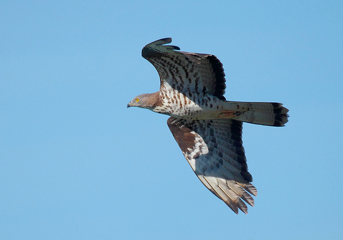 European Honey-buzzard