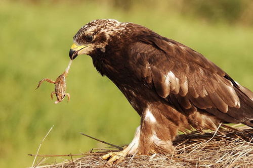 European Honey-buzzard