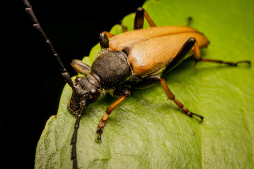 Red Pine Longhorn Beetle