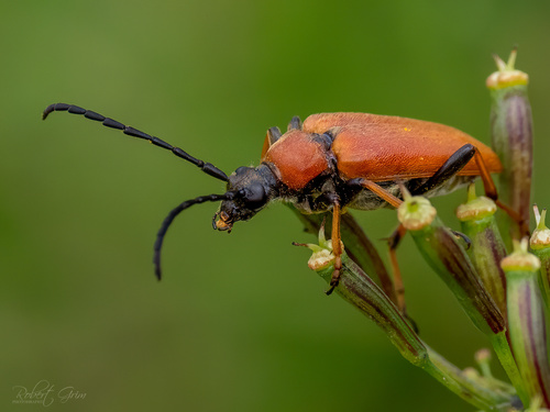 Red Pine Longhorn Beetle