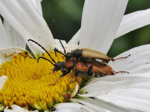 Red Pine Longhorn Beetle