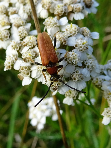 Red Pine Longhorn Beetle
