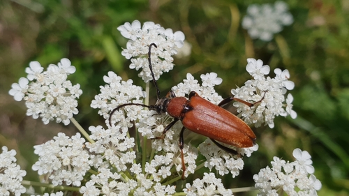 Red Pine Longhorn Beetle