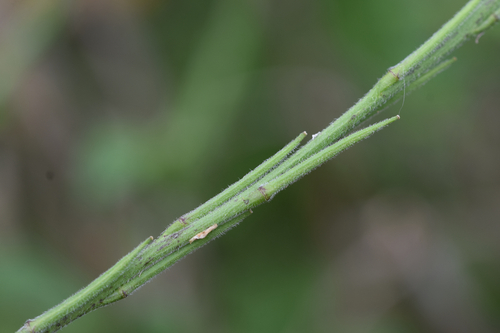 Hedge mustard