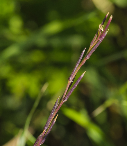 Hedge mustard