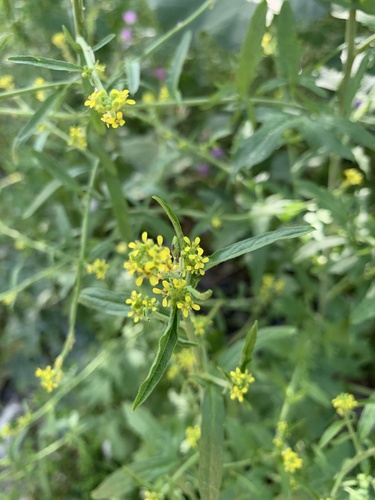 Hedge mustard