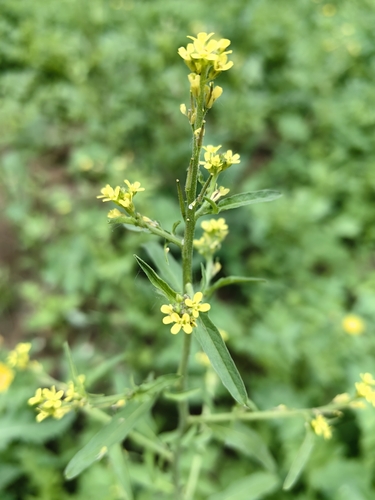 Hedge mustard