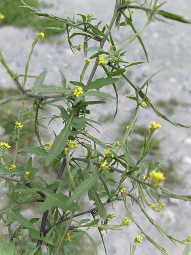 Hedge mustard
