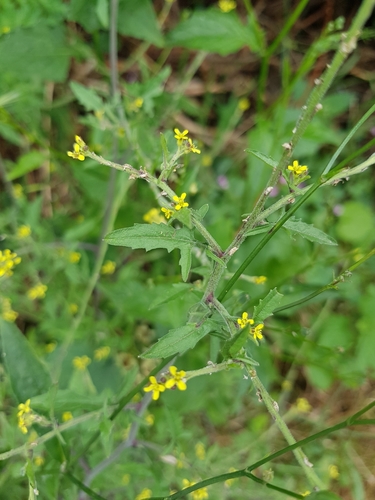 Hedge mustard