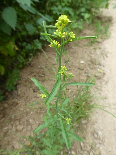 Hedge mustard