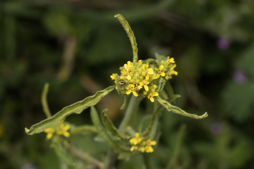 Hedge mustard