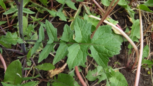 Hedge mustard