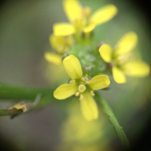 Hedge mustard