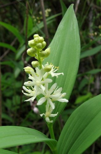 star-flowered lily-of-the-valley
