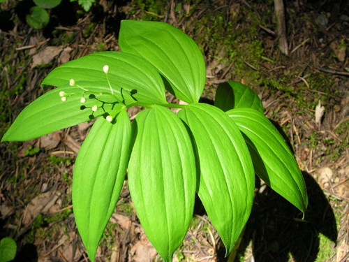 star-flowered lily-of-the-valley