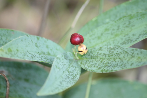star-flowered lily-of-the-valley