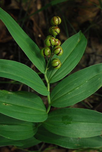 star-flowered lily-of-the-valley