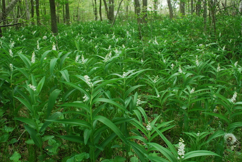 star-flowered lily-of-the-valley