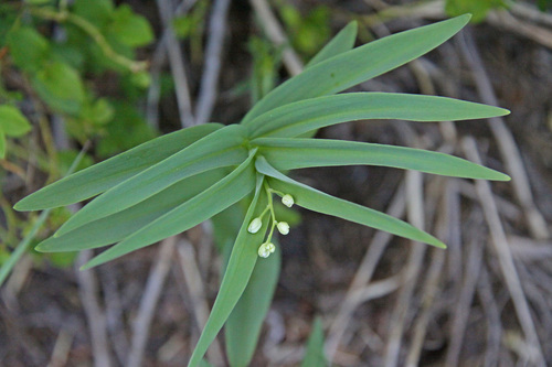 star-flowered lily-of-the-valley