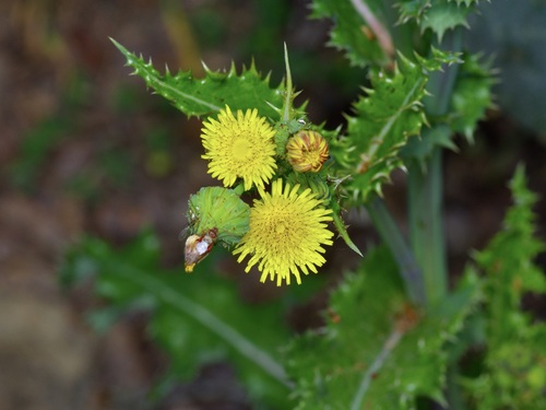 prickly sowthistle