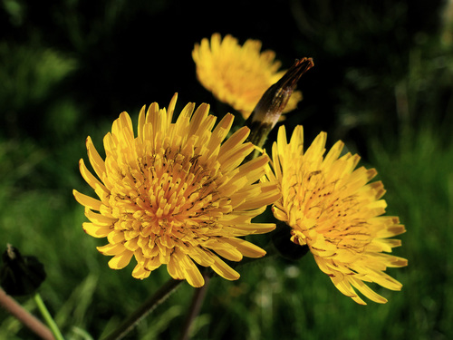 prickly sowthistle