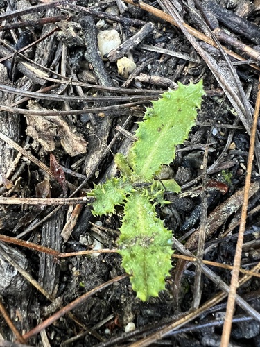 prickly sowthistle