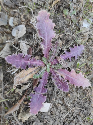 prickly sowthistle