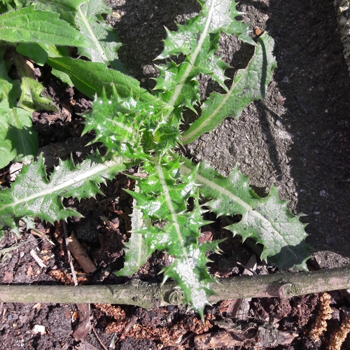 prickly sowthistle