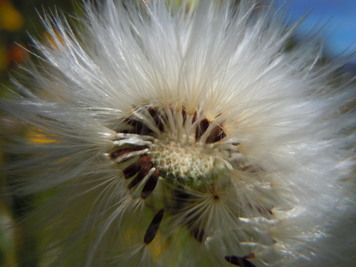 prickly sowthistle