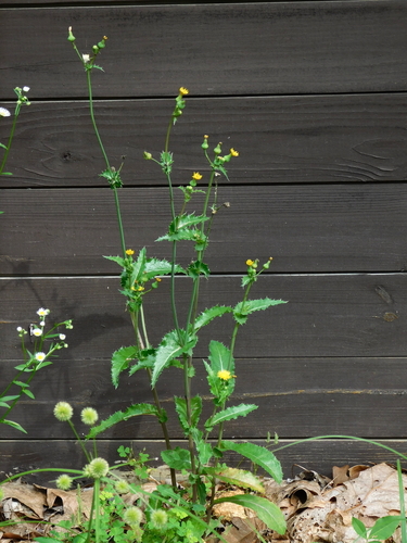 prickly sowthistle