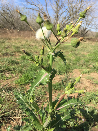 prickly sowthistle